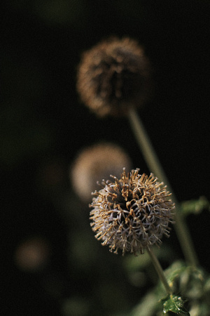 British Wildflowers