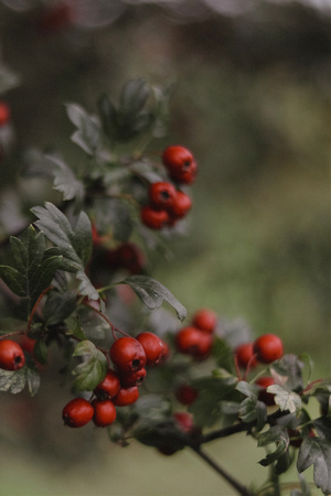 Hawthorn Berries