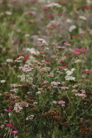 Photograph of Wild Flowers Sheffield