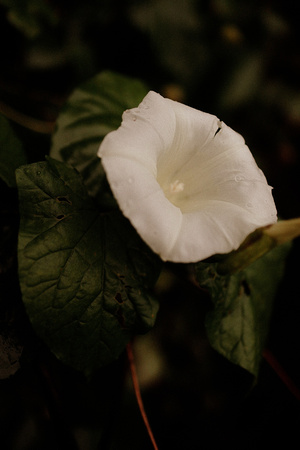 Angels Trumpet